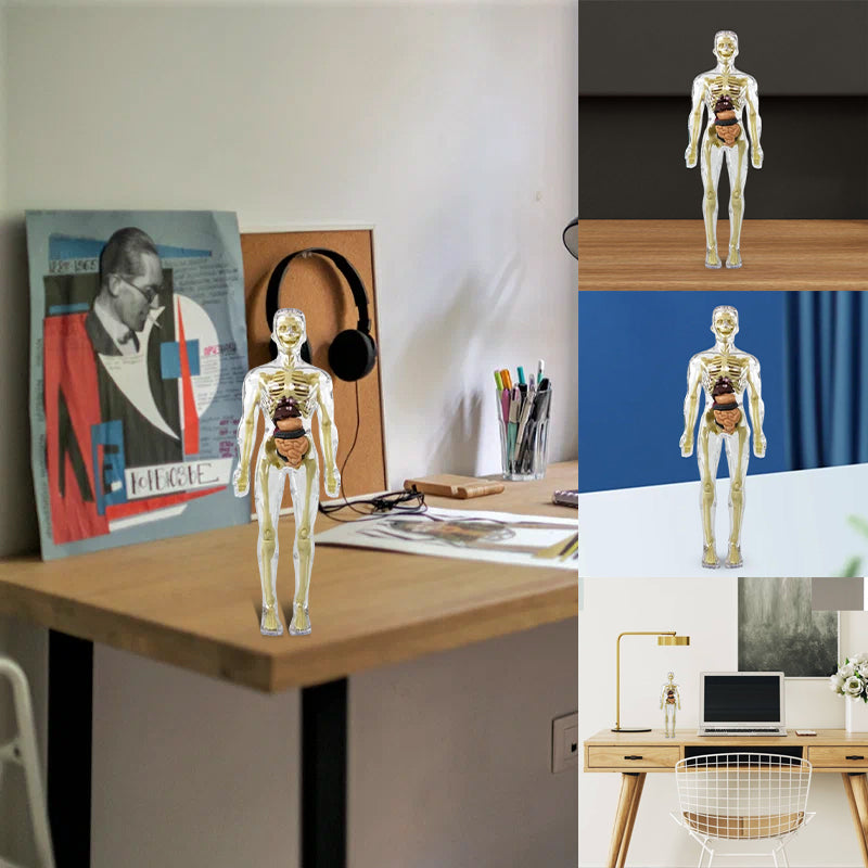 3D-Anatomie-Menschenmodell für Kinder