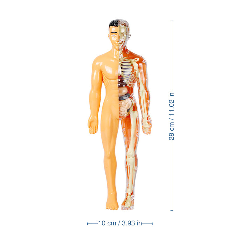 3D-Anatomie-Menschenmodell für Kinder